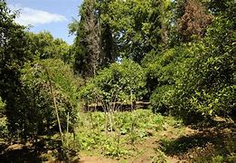 Image result for Indoor Vegetable Garden