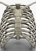 Image result for Human Rib Cage Twisted