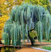 Image result for Blue Weeping Willow Tree