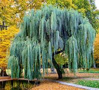 Image result for Willow Tree in French