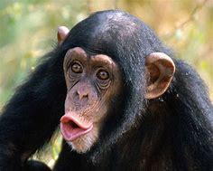 Image result for Funny Chimp Face