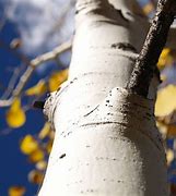 Image result for Aspen Tree Bark