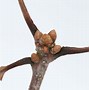 Image result for Quercus Alba Leaf