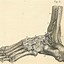 Image result for Skeleton Feet Drawing