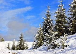 Image result for Pine Tree Landscape