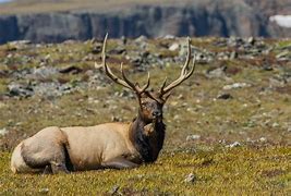 Image result for Bull Elk Desktop Wallpaper