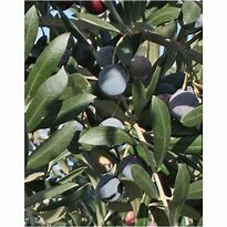 Image result for Mission Olive Tree