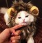 Image result for Funny Cats with Wigs