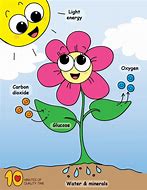 Image result for Photosynthesis for Kids Black and White