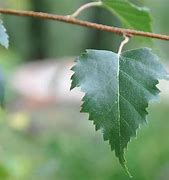 Image result for Silver Birch Tree Leaf