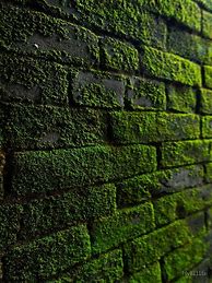 Image result for Moss Green Aesthetic