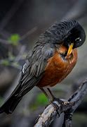 Image result for Bird Perched On a Branch