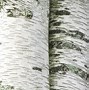 Image result for White Birch Designs