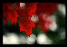 Image result for Fall Leaves Background Portrait