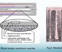 Image result for Brush Border Membrane Vesicles