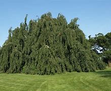 Image result for Weeping Beech