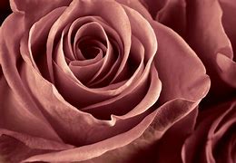 Image result for Dusty Rose Color Flowers