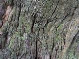 Image result for Amazing Tree Drawings