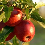 Image result for Red Apple Tree