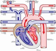 Image result for Heart Diagram Poster