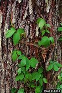 Image result for Poison Ivy Vine Growing Up a Tree