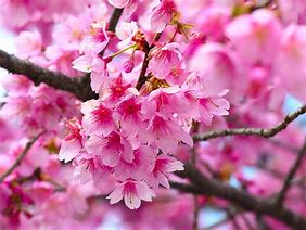 Image result for Pink Flowering Cherry Blossom Tree