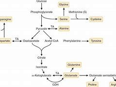 Image result for Biosynthesis of Essential Amino Acids