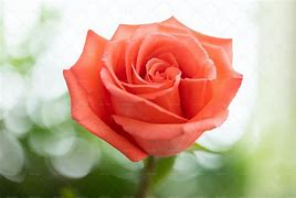 Image result for Coral Colored Roses