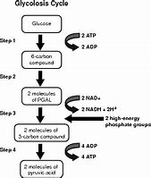 Image result for Cellular Respiration Glycolysis Diagram