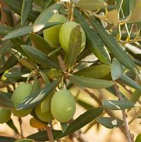 Image result for Mission Olive Tree