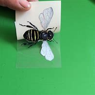 Image result for Queen Honey Bee Clip Art