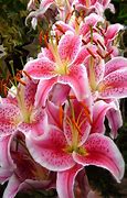 Image result for Teal Tiger Lily Flowers