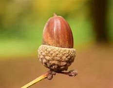 Image result for Acorn Template No Background