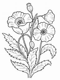 Image result for Poppies Colouring In