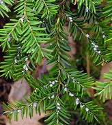 Image result for Branch Leaf Pic