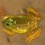 Image result for Ai Cartoon Frog Catching Fly