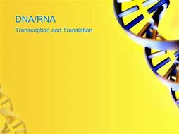 Image result for Biology DNA and RNA