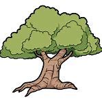 Image result for Quercus Oak Tree