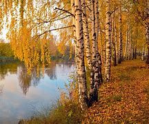 Image result for Fall Leaf Birch Tree