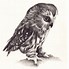 Image result for Owl On Branch Print Out