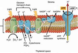 Image result for Photosynthesis Light Reaction Equation