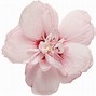 Image result for Pink Floral Openings Available Pic