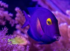 Image result for Finding Dory