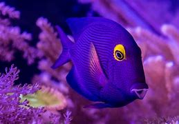 Image result for Dory Quotes Finding Nemo