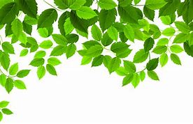 Image result for Leaf Clip Art Transparent Background