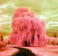 Image result for Snowy Willow Tree