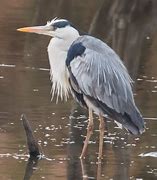 Image result for Water Bird Paintings