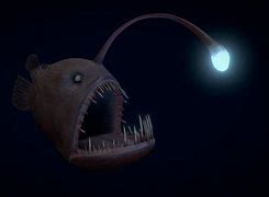 Image result for Angler Fish Photos