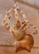 Image result for Spider with a Cat Face Guess Game