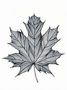 Image result for Canada Maple Leaf Line Drawing